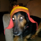 Illustration for article titled Happy Thanksgiving Americans! I Got You This Dog In A Jayne Hat!